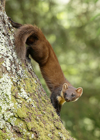 Pine Marten Martes martes