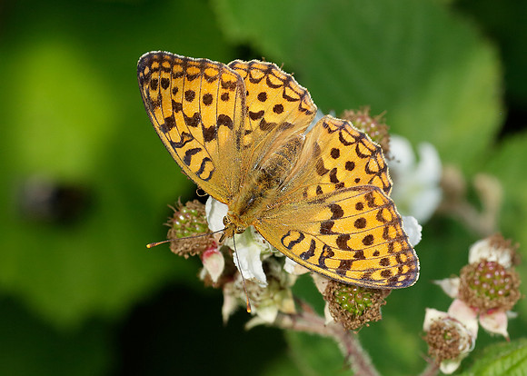 High Brown Fritillary Argynnis adippe