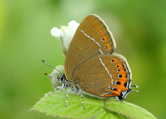 Black Hairstreak Satyrium pruni