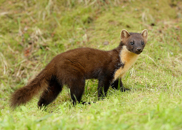 Pine Marten Martes martes