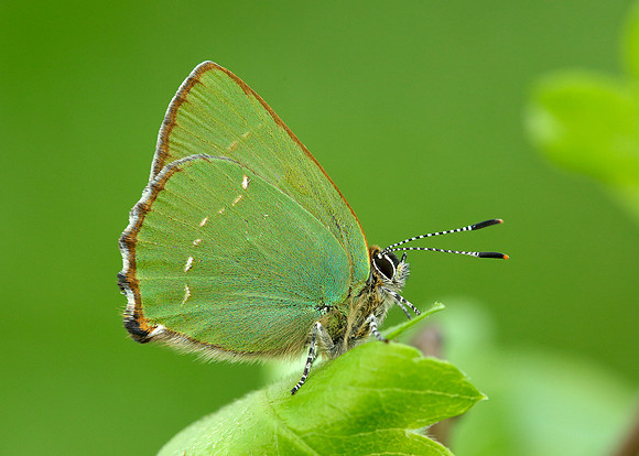 Green Hairstreak Callophrys rubi