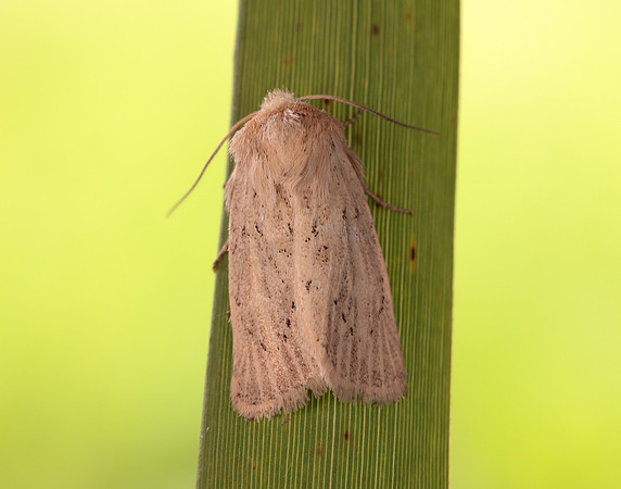 73.149 BF2347  Concolorous Photedes extrema