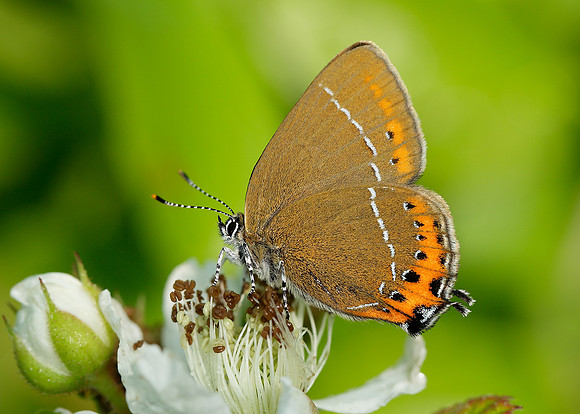 Black Hairstreak Satyrium pruni