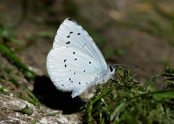 Holly Blue Celastrina argiolus