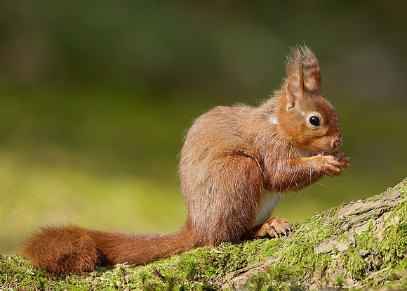 Red Squirrel Sciurus vulgaris