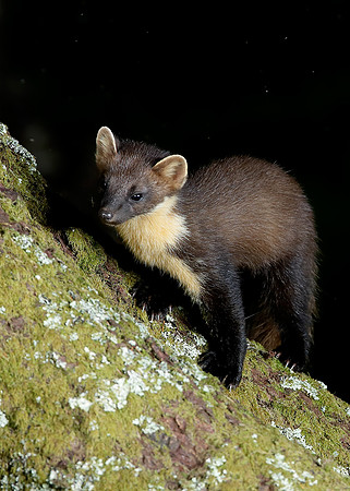 Pine Marten Martes martes
