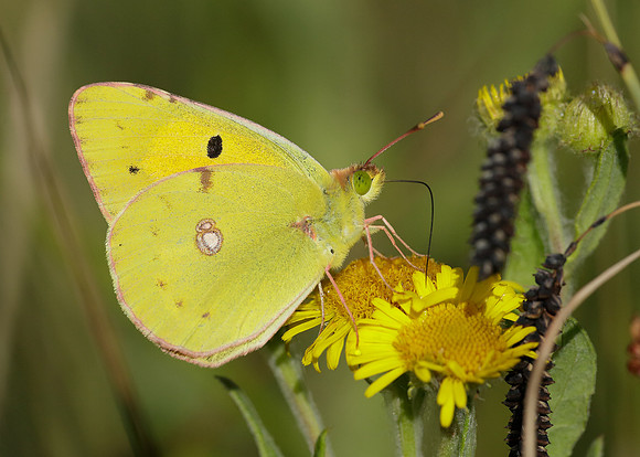 Clouded Yellow Colias croceus