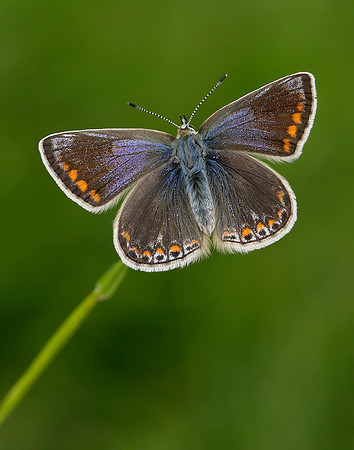 Common Blue Polyommatus icarus