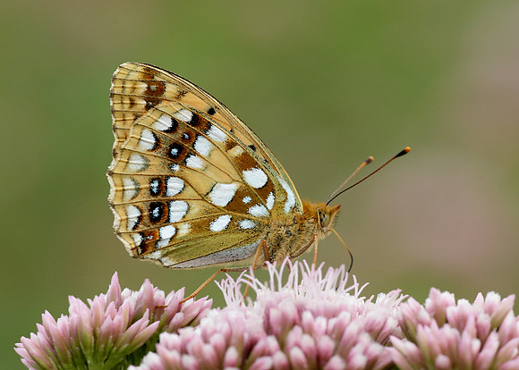 High Brown Fritillary Argynnis adippe