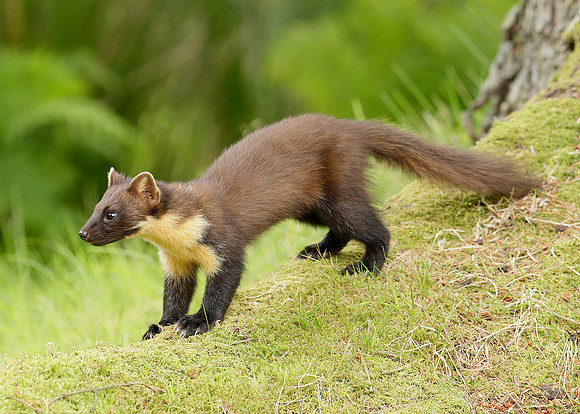 Pine Marten Martes martes