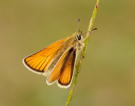 Essex Skipper Thymelicus lineola