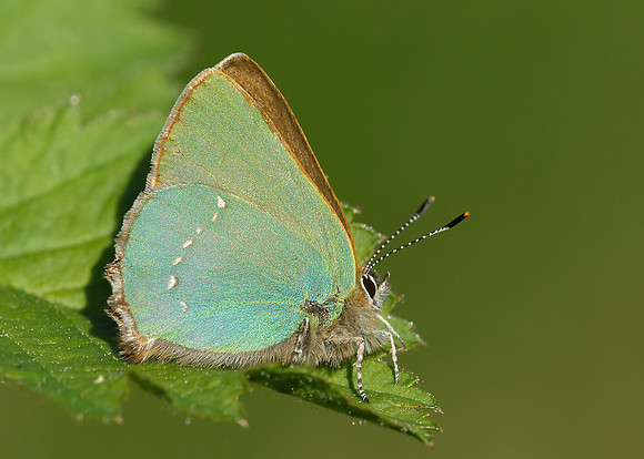 Green Hairstreak Callophrys rubi