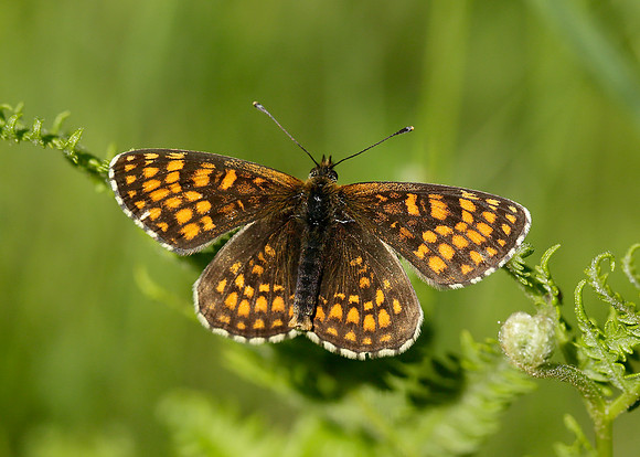 Heath Fritillary Melitaea athalia