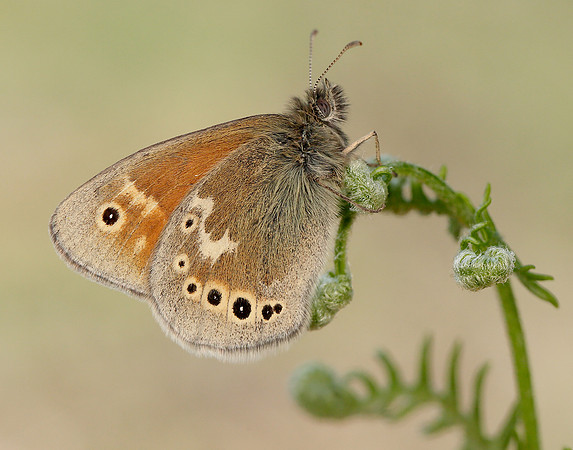 Large Heath Coenonympha tullia polydama
