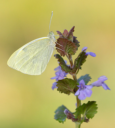 Large White Pieris brassicae