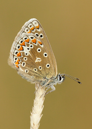 Common Blue Polyommatus icarus