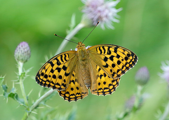 High Brown Fritillary Argynnis adippe