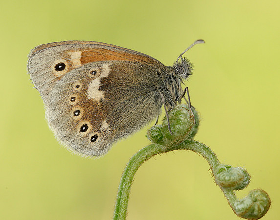 Large Heath Coenonympha tullia polydama