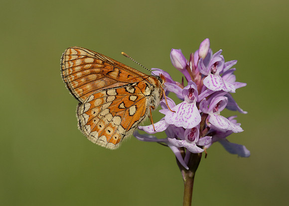 Marsh Fritillary Euphydryas aurinia