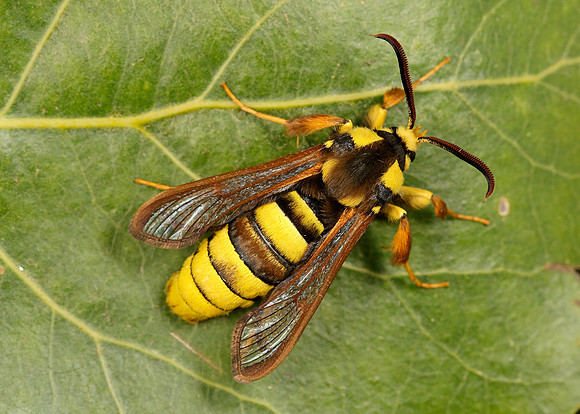 52.002 BF0370 Hornet Moth Sesia apiformis