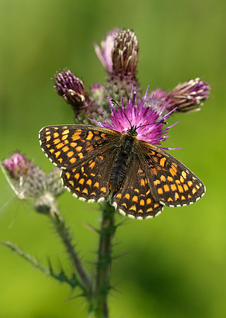 Heath Fritillary Melitaea athalia