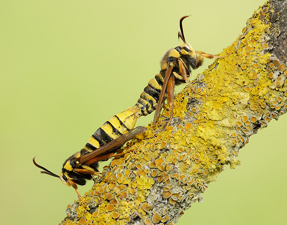 52.002 BF0370 Hornet Moth Sesia apiformis