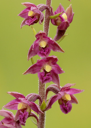 Dark Red Helleborine Epipactis atrorubens