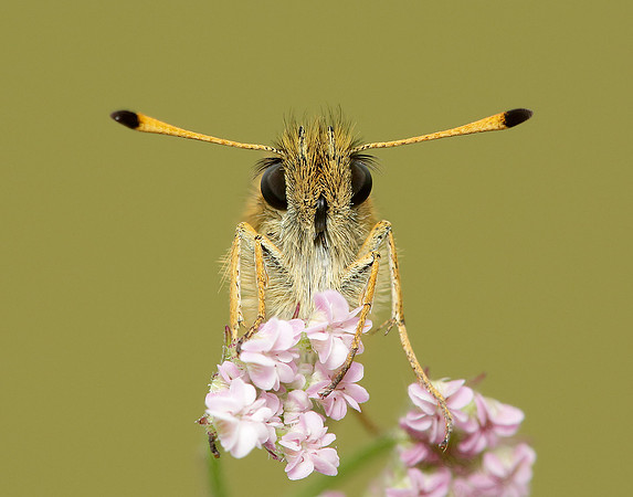 Essex Skipper Thymelicus lineola