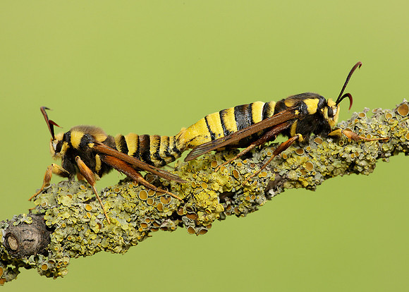 52.002 BF0370 Hornet Moth Sesia apiformis