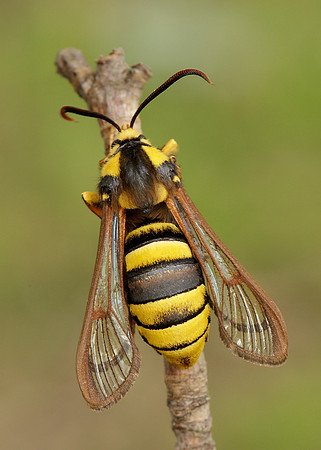 52.002 BF0370 Hornet Moth Sesia apiformis