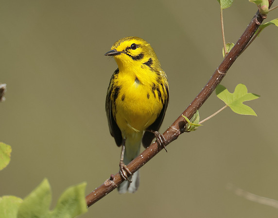 Prairie Warbler Setophaga discolor