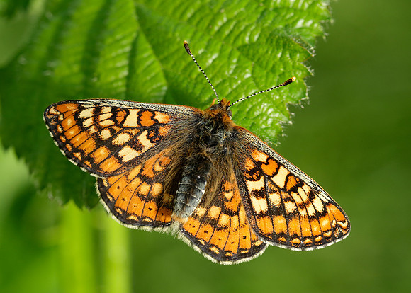 Marsh Fritillary Euphydryas aurinia