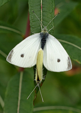 Small White Pieris rapae