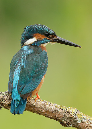 Kingfisher Alcedo atthis