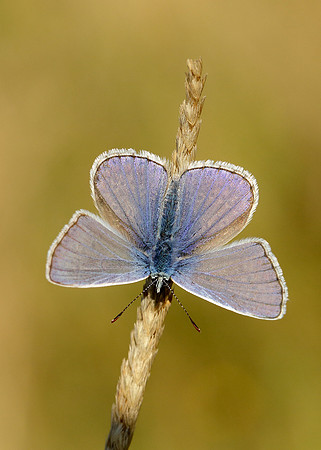 Common Blue Polyommatus icarus