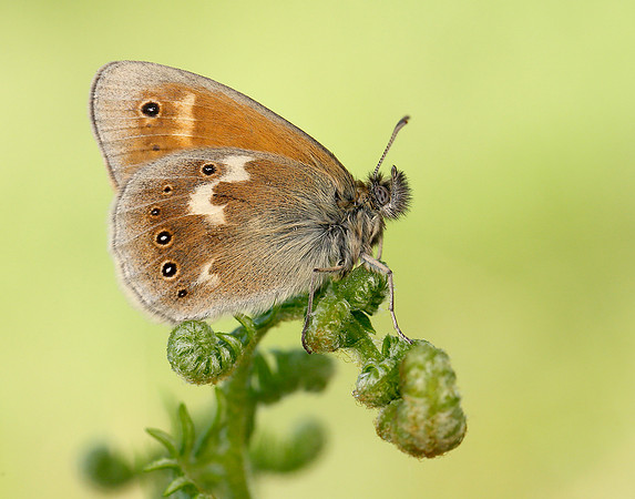 Large Heath Coenonympha tullia polydama