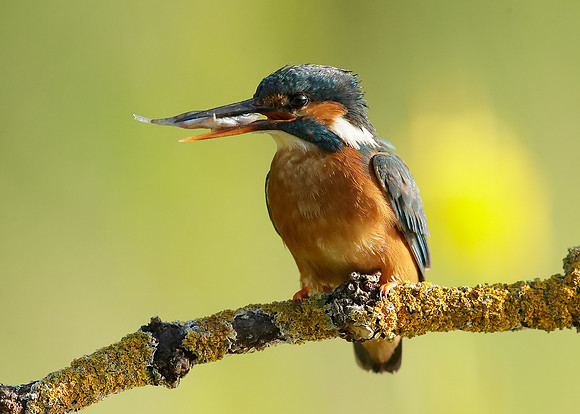 Kingfisher Alcedo atthis