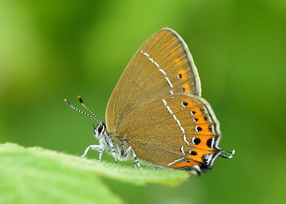 Black Hairstreak Satyrium pruni