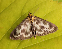 63.025 BF1376 Small Magpie Anania hortulata
