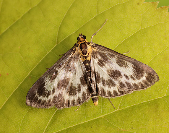 63.025 BF1376 Small Magpie Anania hortulata