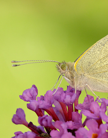 Large White Pieris brassicae