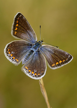 Common Blue Polyommatus icarus