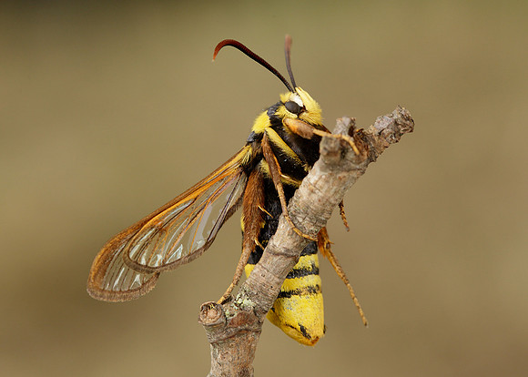 52.002 BF0370 Hornet Moth Sesia apiformis