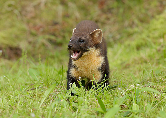 Pine Marten Martes martes