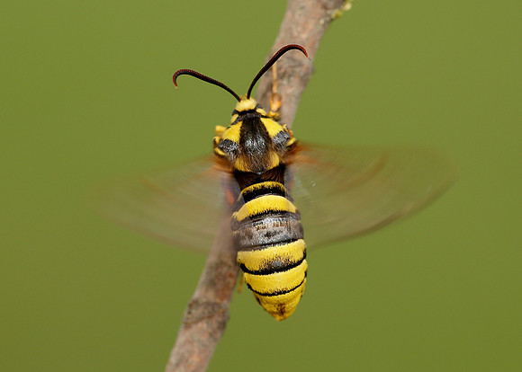 52.002 BF0370 Hornet Moth Sesia apiformis