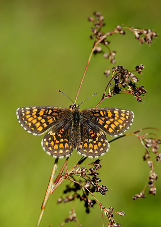 Heath Fritillary Melitaea athalia