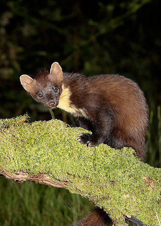 Pine Marten Martes martes