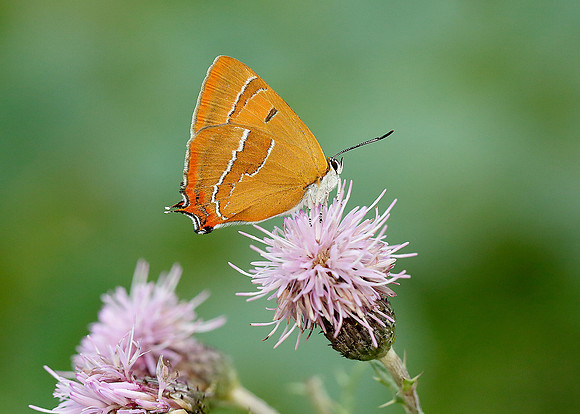 Brown Hairstreak Thecla betulae