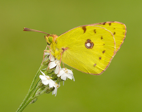 Clouded Yellow Colias croceus