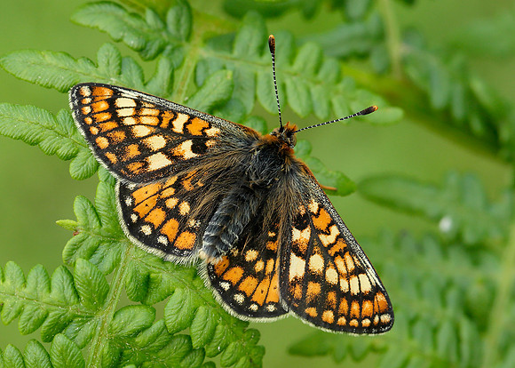 Marsh Fritillary Euphydryas aurinia